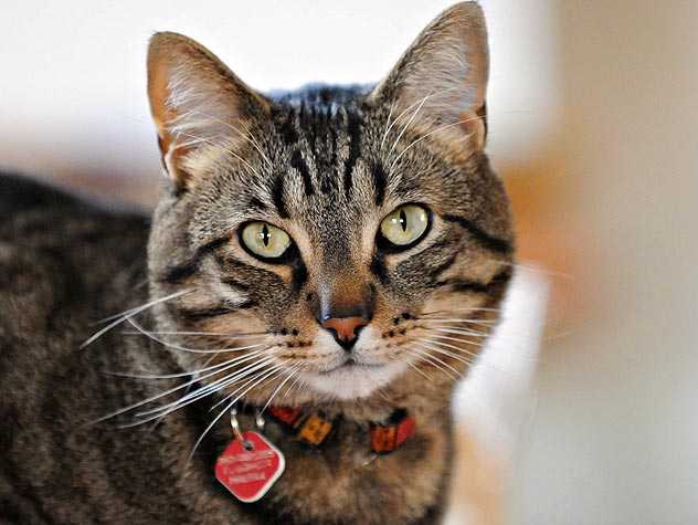 Cute Cat 