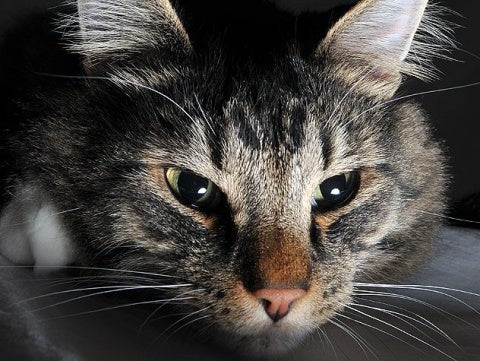 Keeping Your Cat Calm at Night