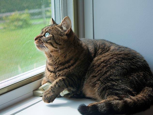 Out door  Cat