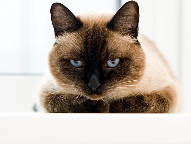 Dangerous Cats