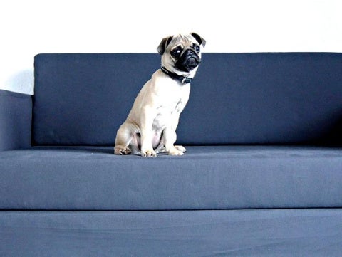 sample pet policy