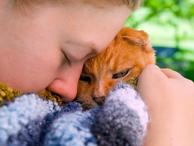 cute foster cat