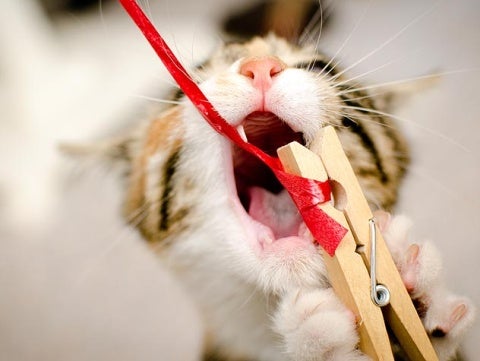 surviving the feline teens