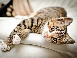 cat massage