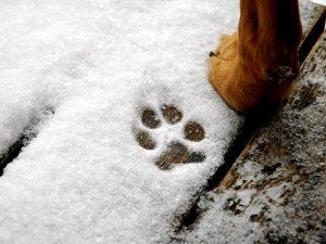 How to Exercise Your Dog in Cold Weather