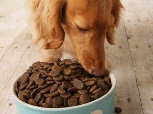 how much to feed your dog