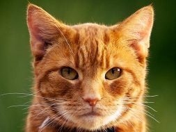 Senior cat grooming needs