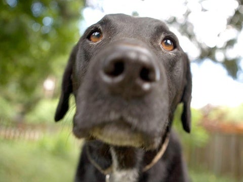 petside dog dry nose sick