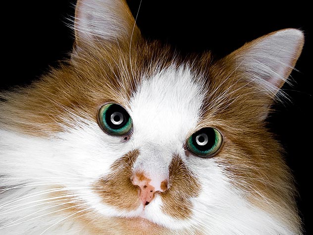 Senior cat