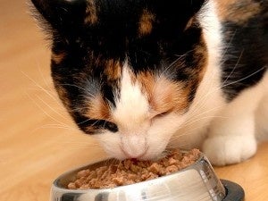 Wet Cat Food Calorie Count