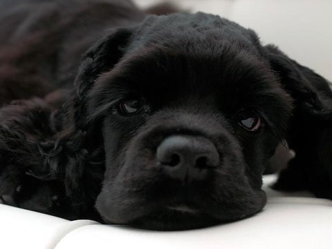 petside dog swallowed bone