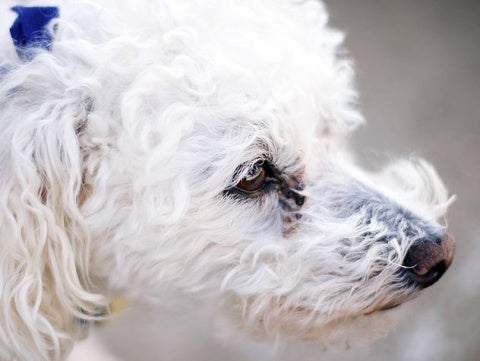 How to Clean a Dog’s Ears