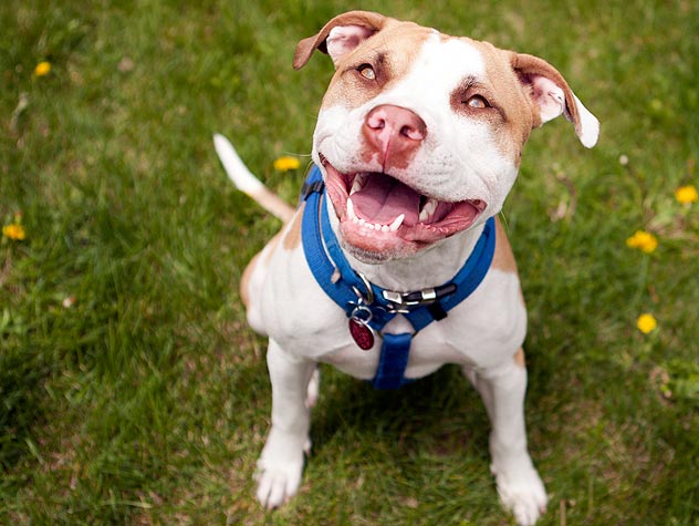Pit Bull Myths