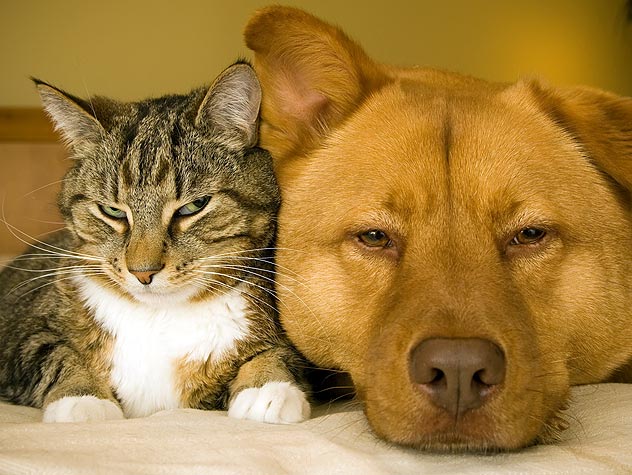 introducing foster pets