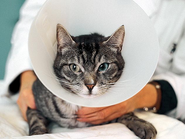 Cat in pet cone