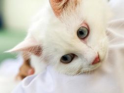 Cute cat