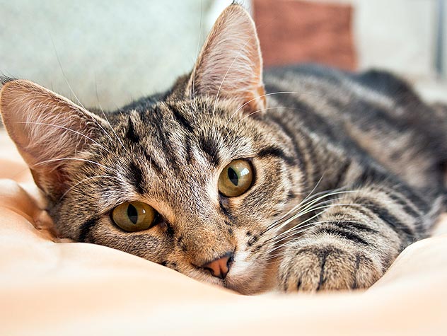 What to Do if You Lose Your Pet