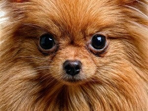 Blind Pets
