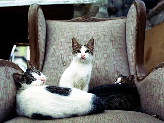 Two cats on the top of a couch