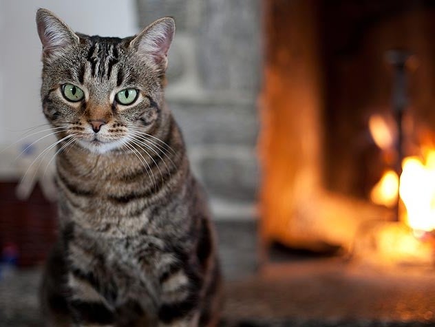 Cat by the fireplace