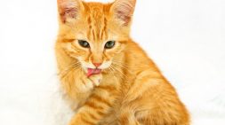 Golden cat