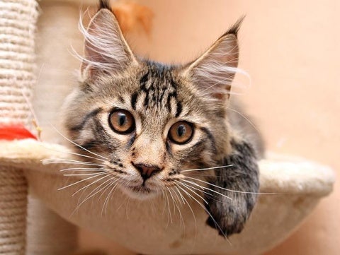 How to Keep Cats Off Counters