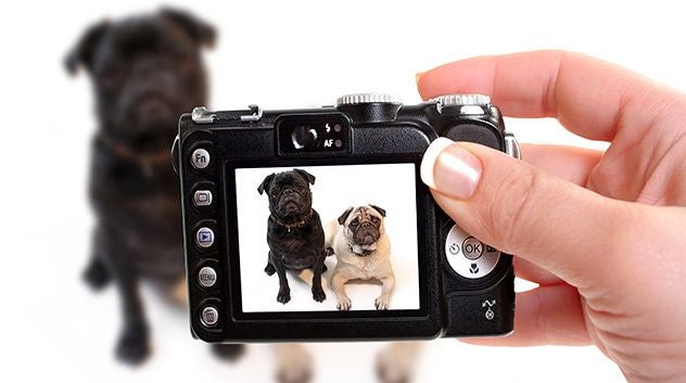 camera preview window with dogs in the viewport and blurred in the background