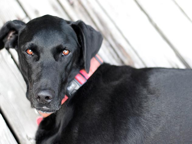 Dog fostering