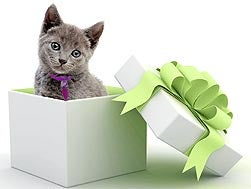 Cat in a gift box