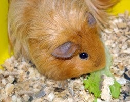 living guinea pig allergies