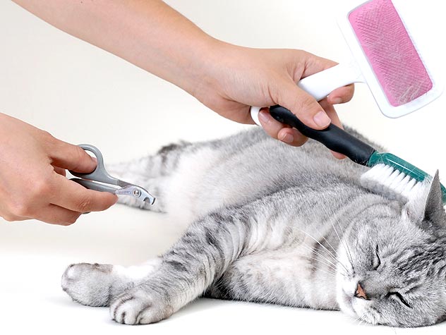 Cat Deshedding Tool
