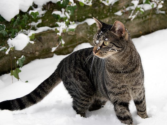Cat in the snow