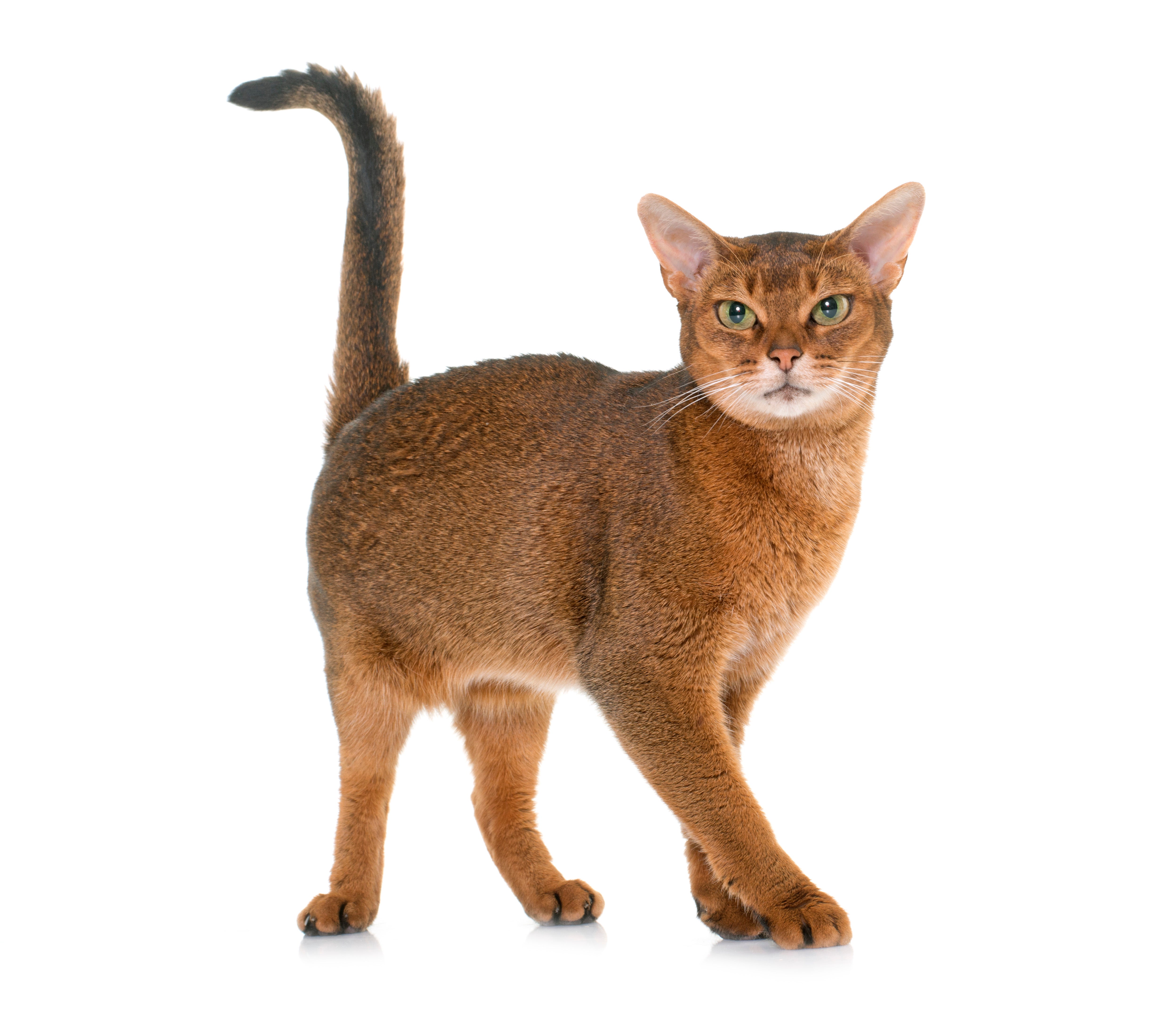 side view of abyssinian cat breed standing with tail curled and front paws crossed