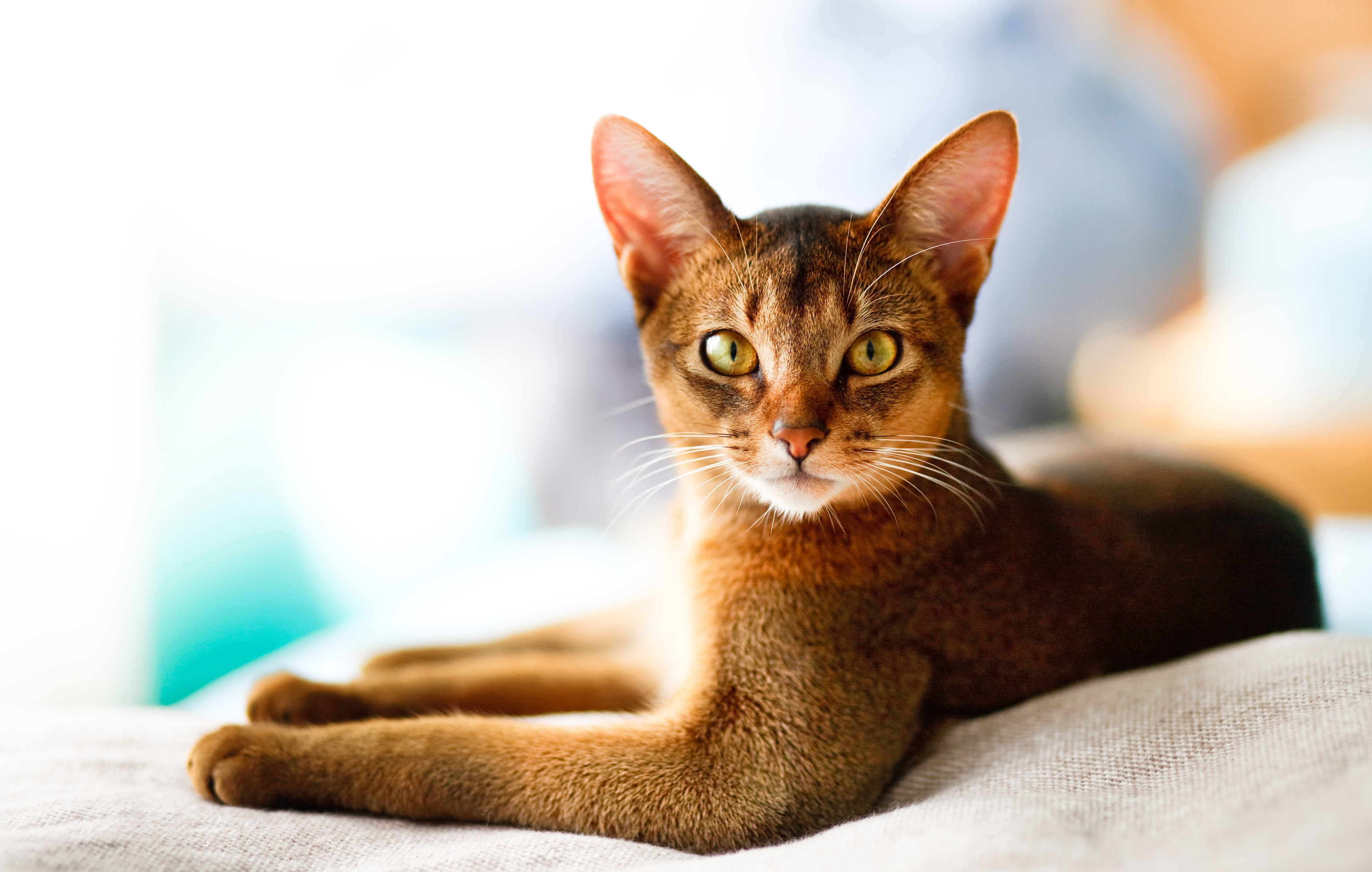 young abyssinian cat laying to the side facing forward with colorful background