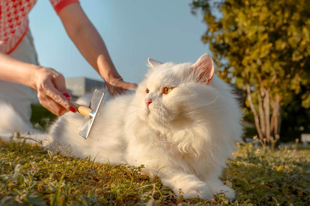 White long-haired cat being brushed outdoors on a grassy lawn