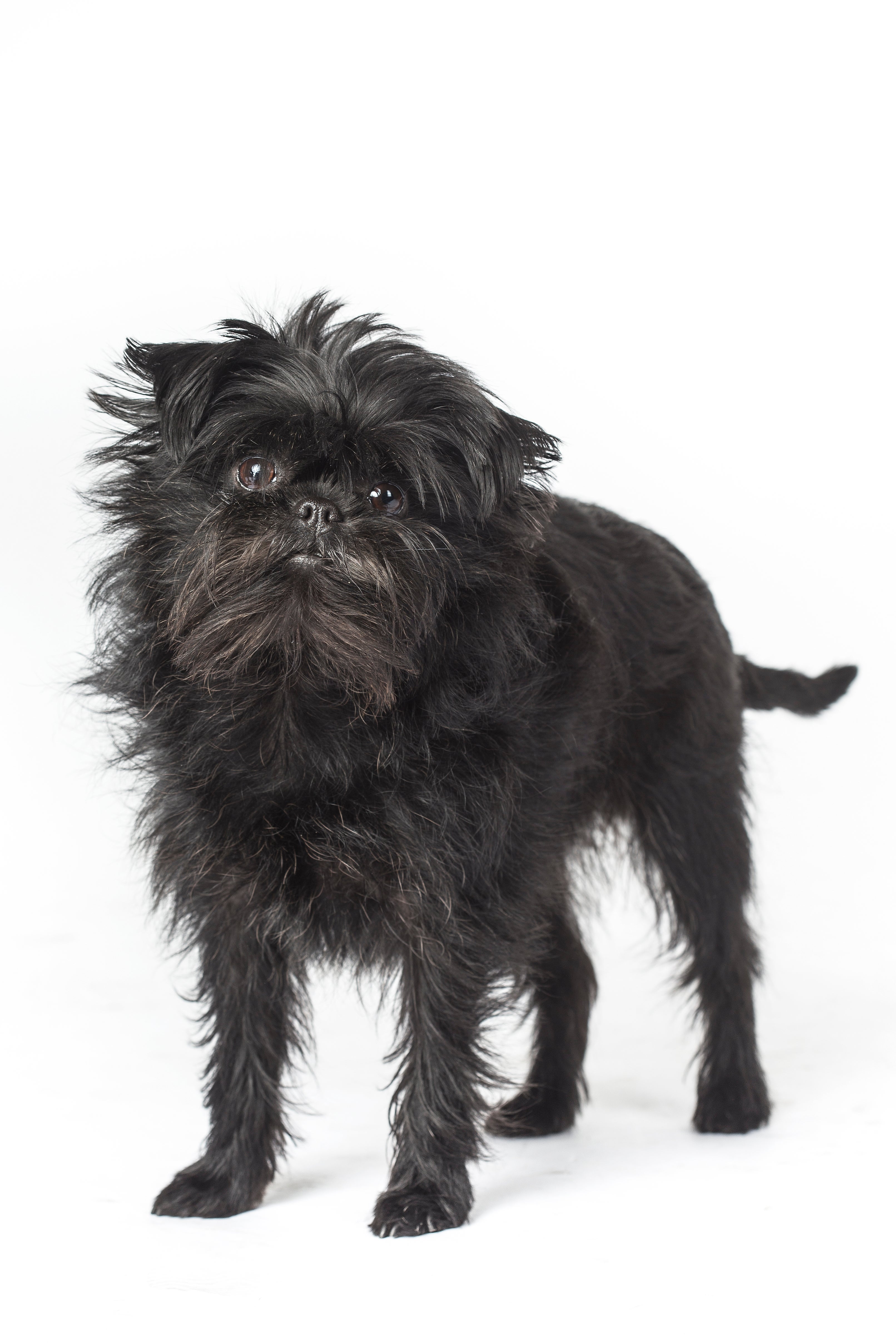 Affenpinscher Dog Affenpinscher History Athen Pinscher Dog On Sale
