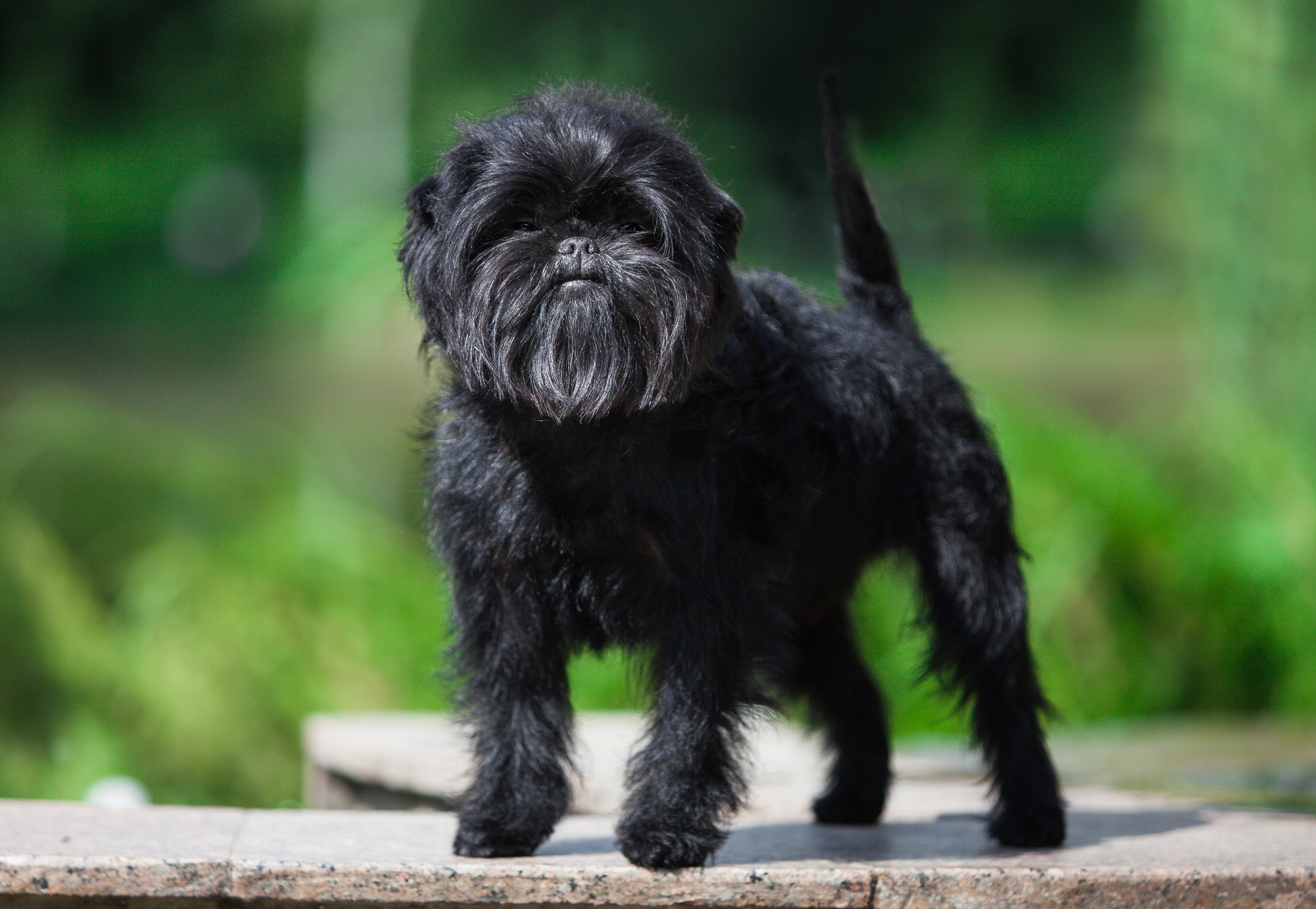 side view of black affenpinscher puppy standing in nature