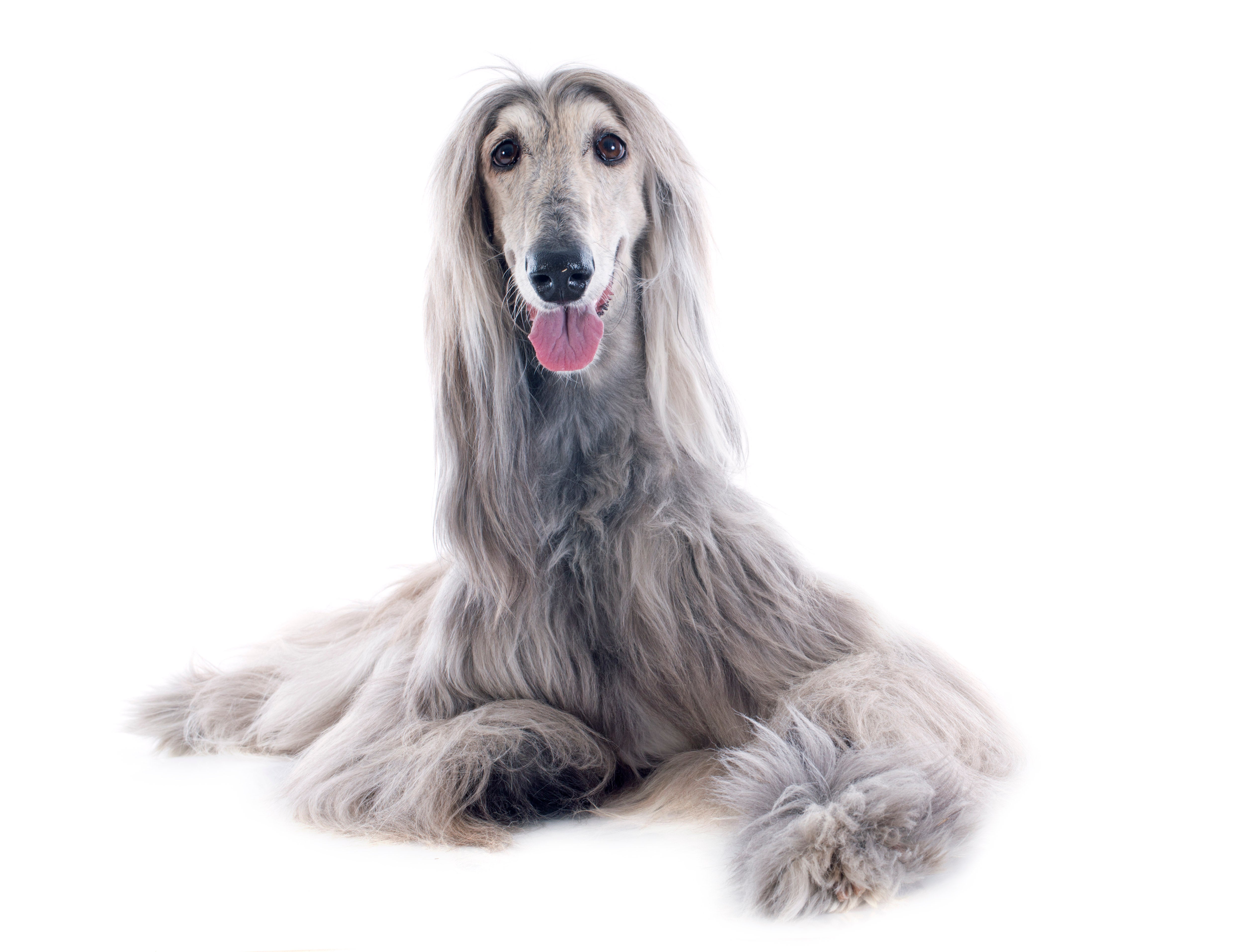 Silver Afghan Hound dog breed laying down with  head up and one paw extended with white background