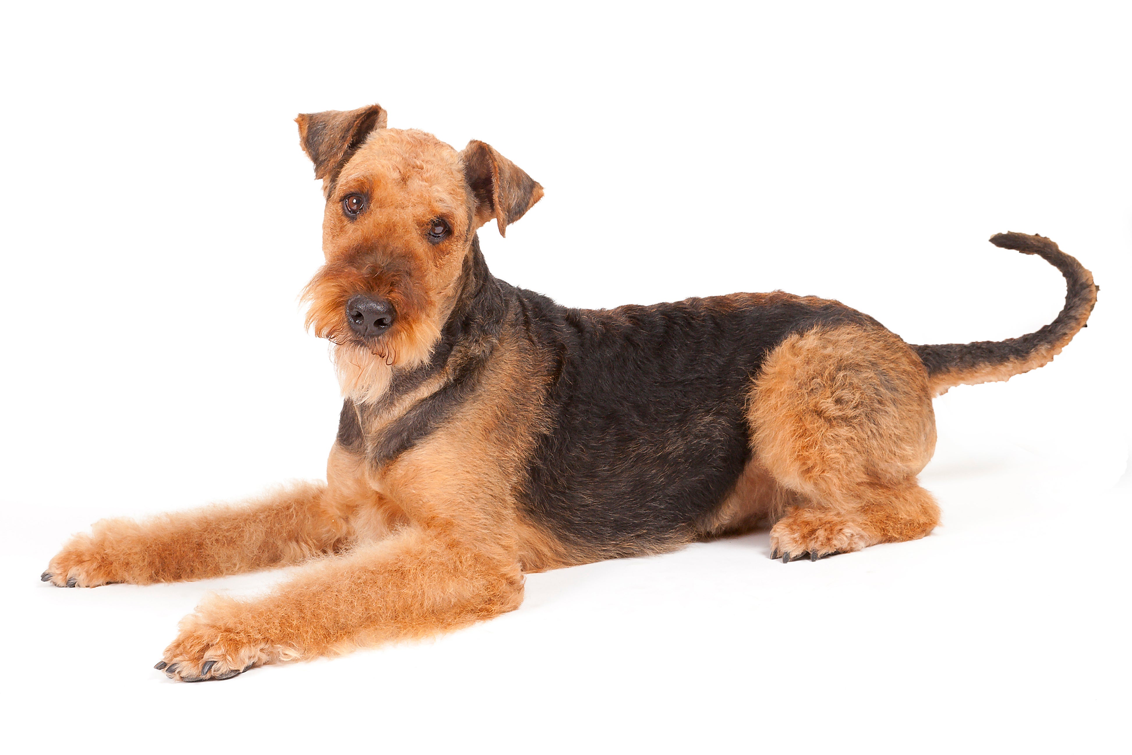 Airedale Terrier dog breed laying down sideway looking at the camera against a white background