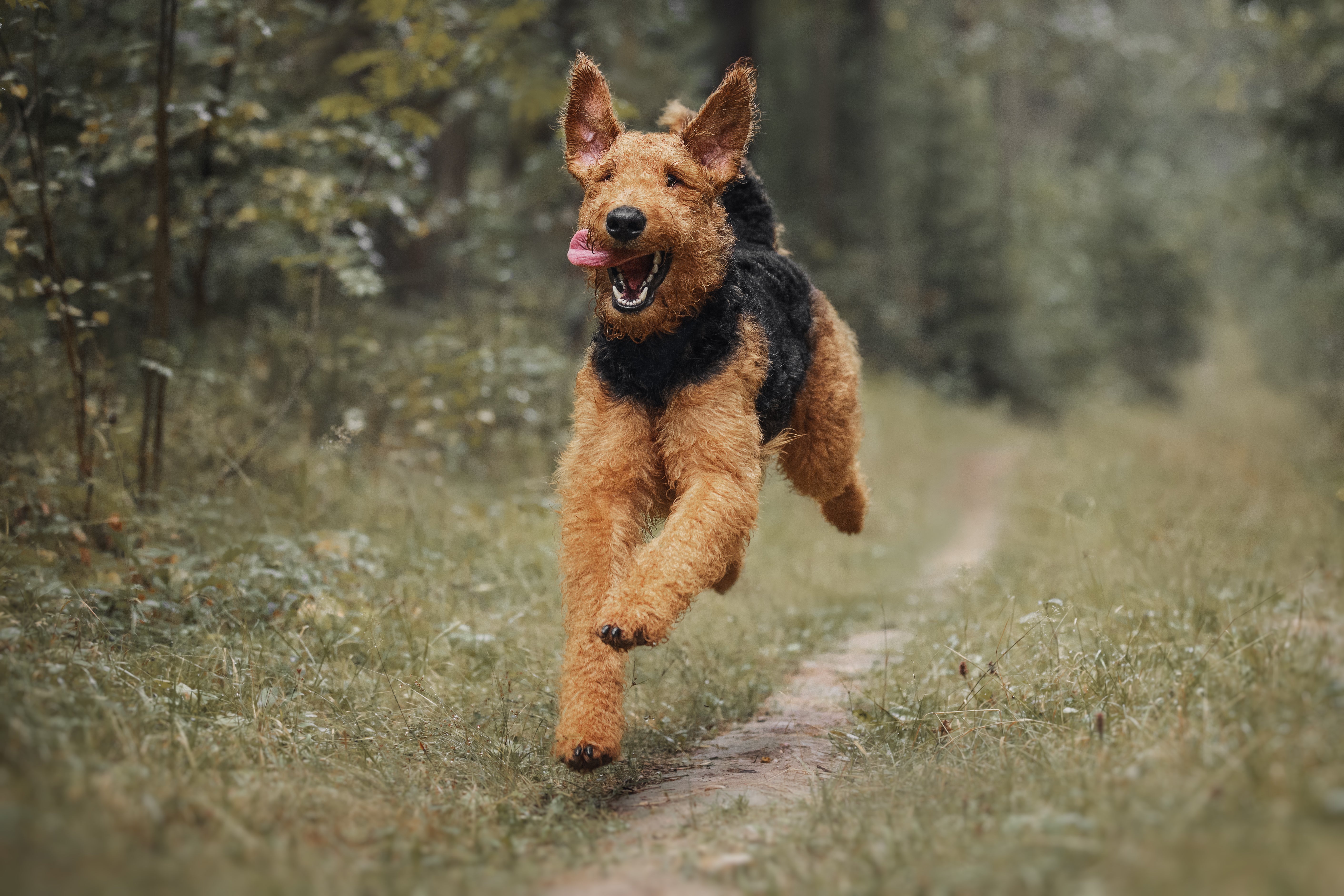 Airedale Terrier dog breed running on a dirt trail toward the camera