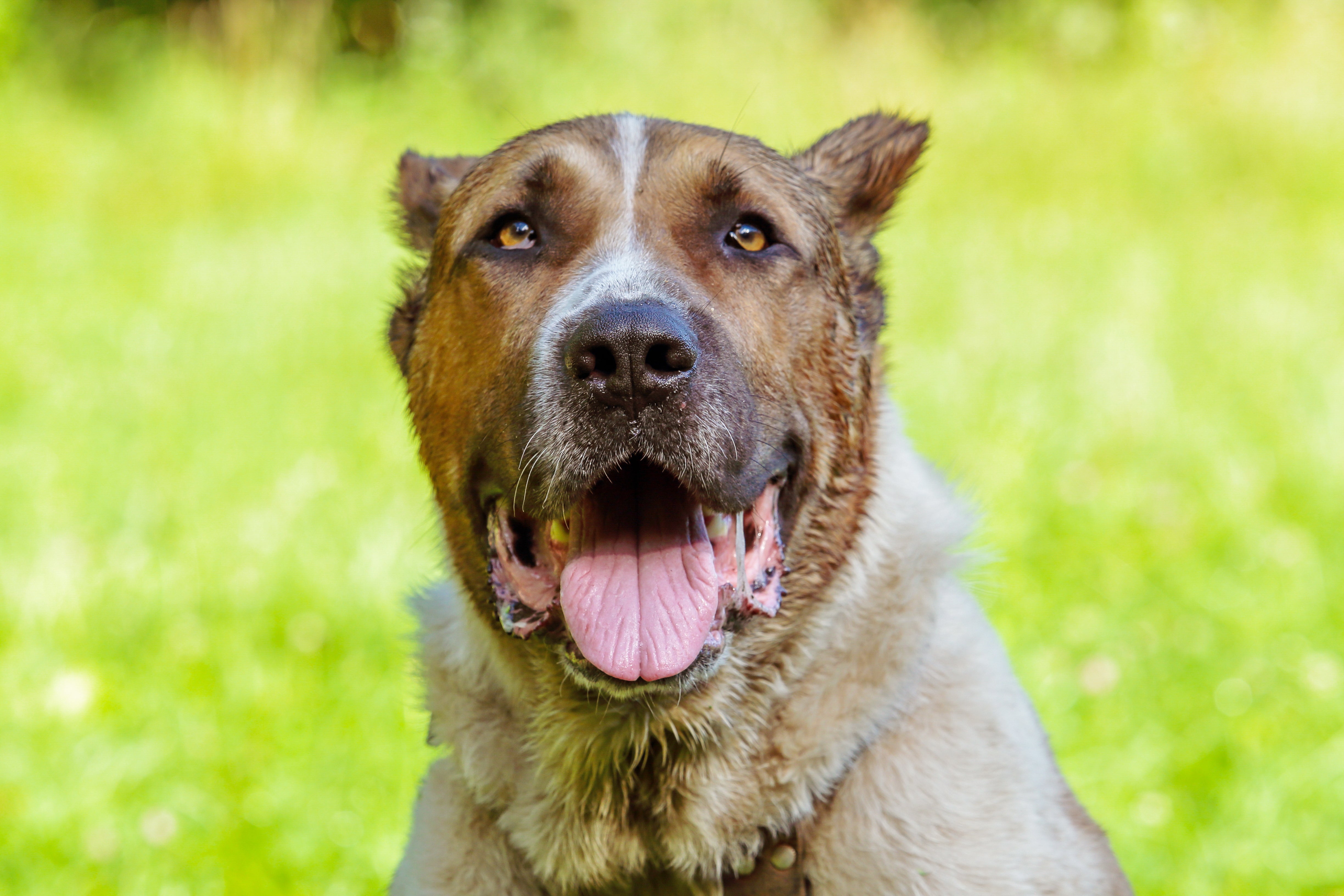 Headshot of a Akbash dog breed panting with ears back with blurred grass in the background