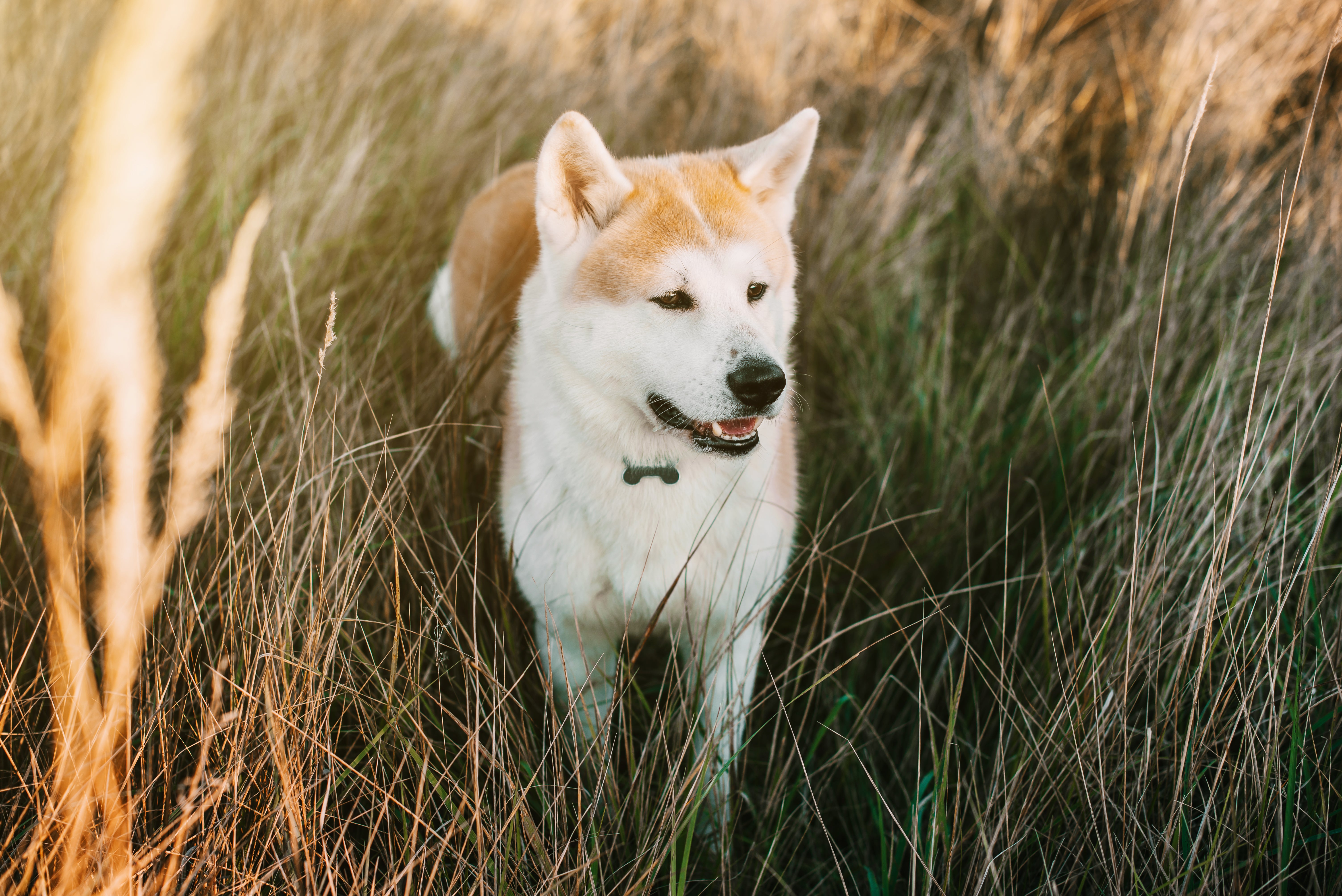 Akita dog breed standing in tall grass