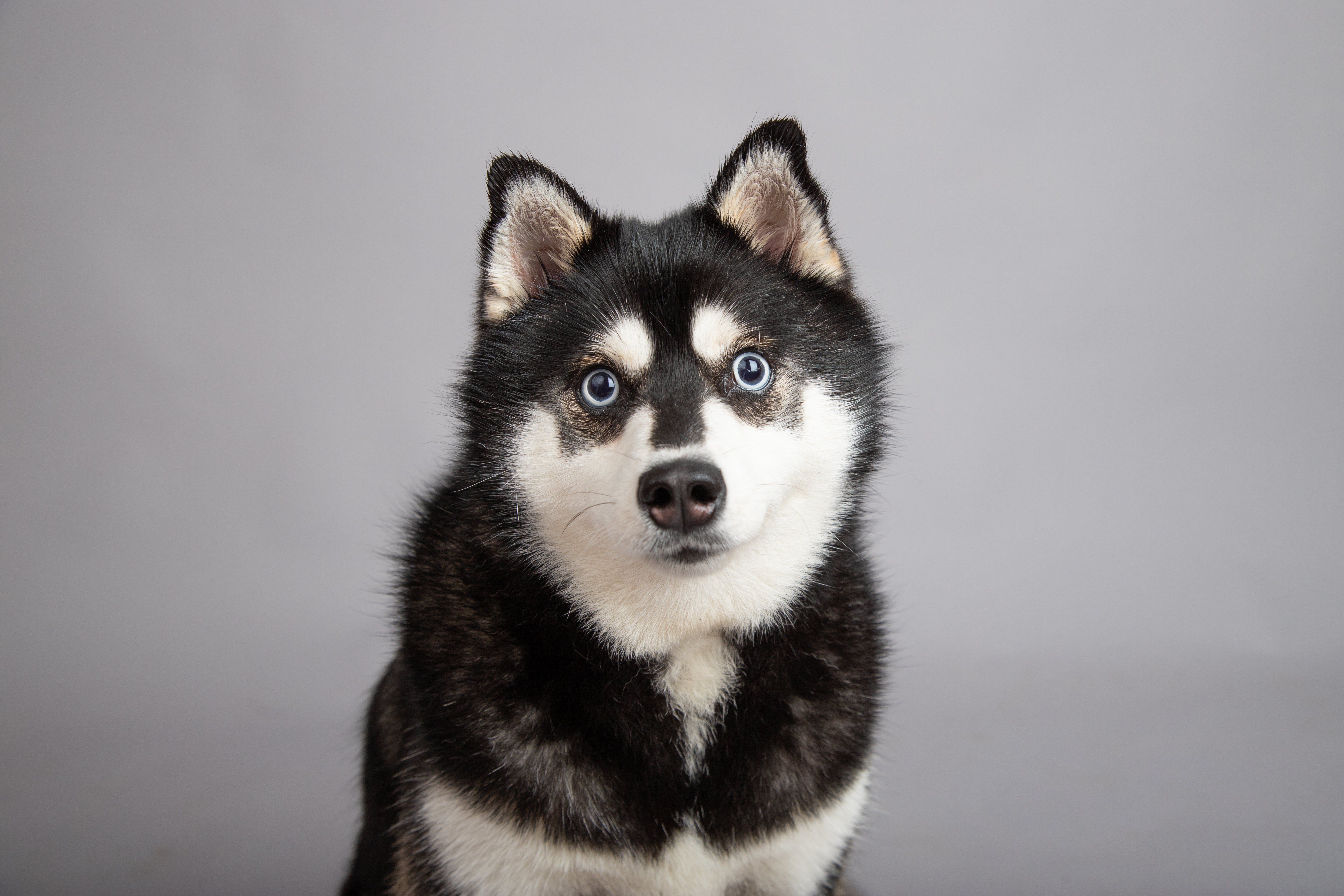 Alaskan Klee Kai Dog Small Looking Husky Northern Inuit Dog