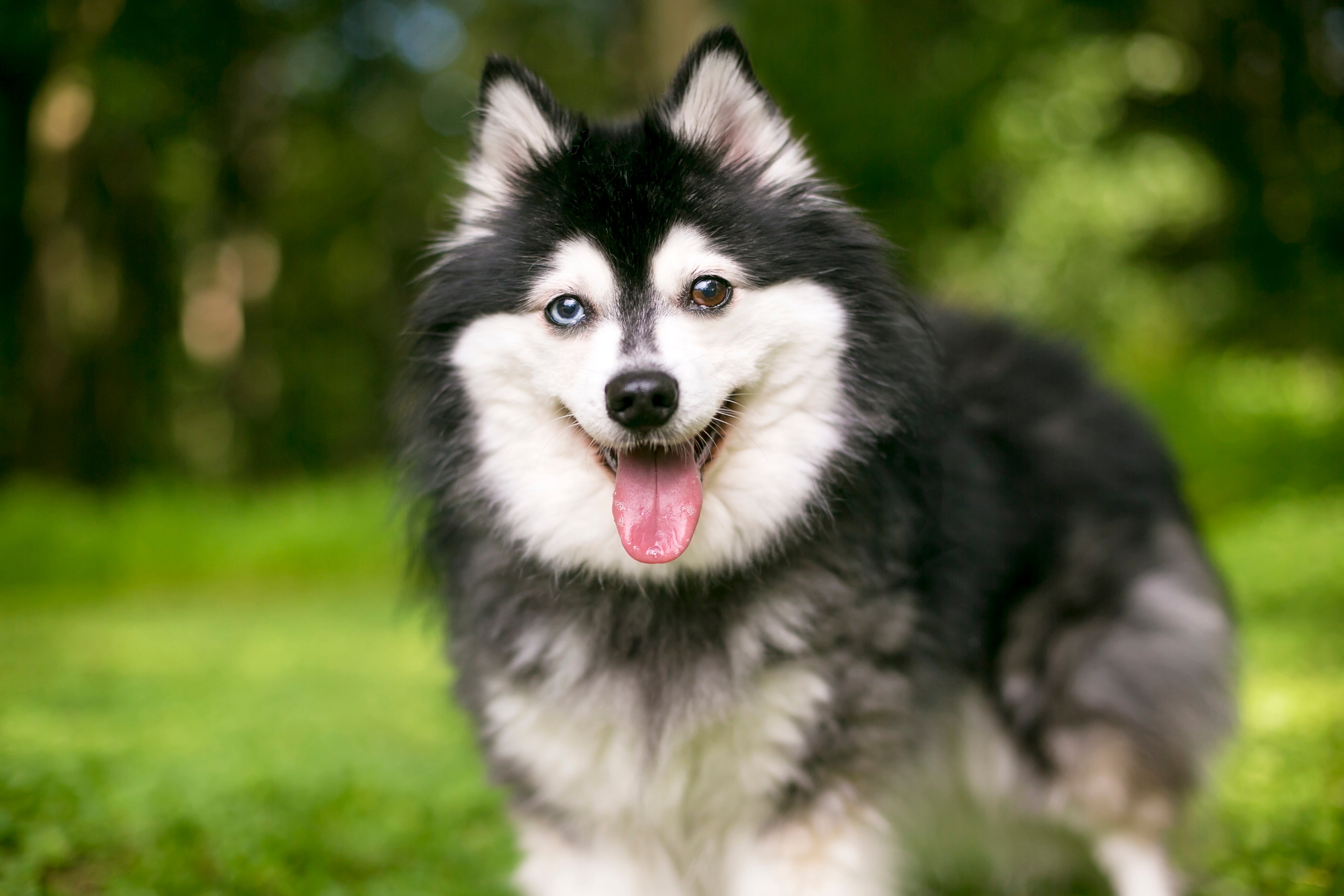 Black and white Alaskan Klee Kai dog breed with different colored eyes standing panting outside