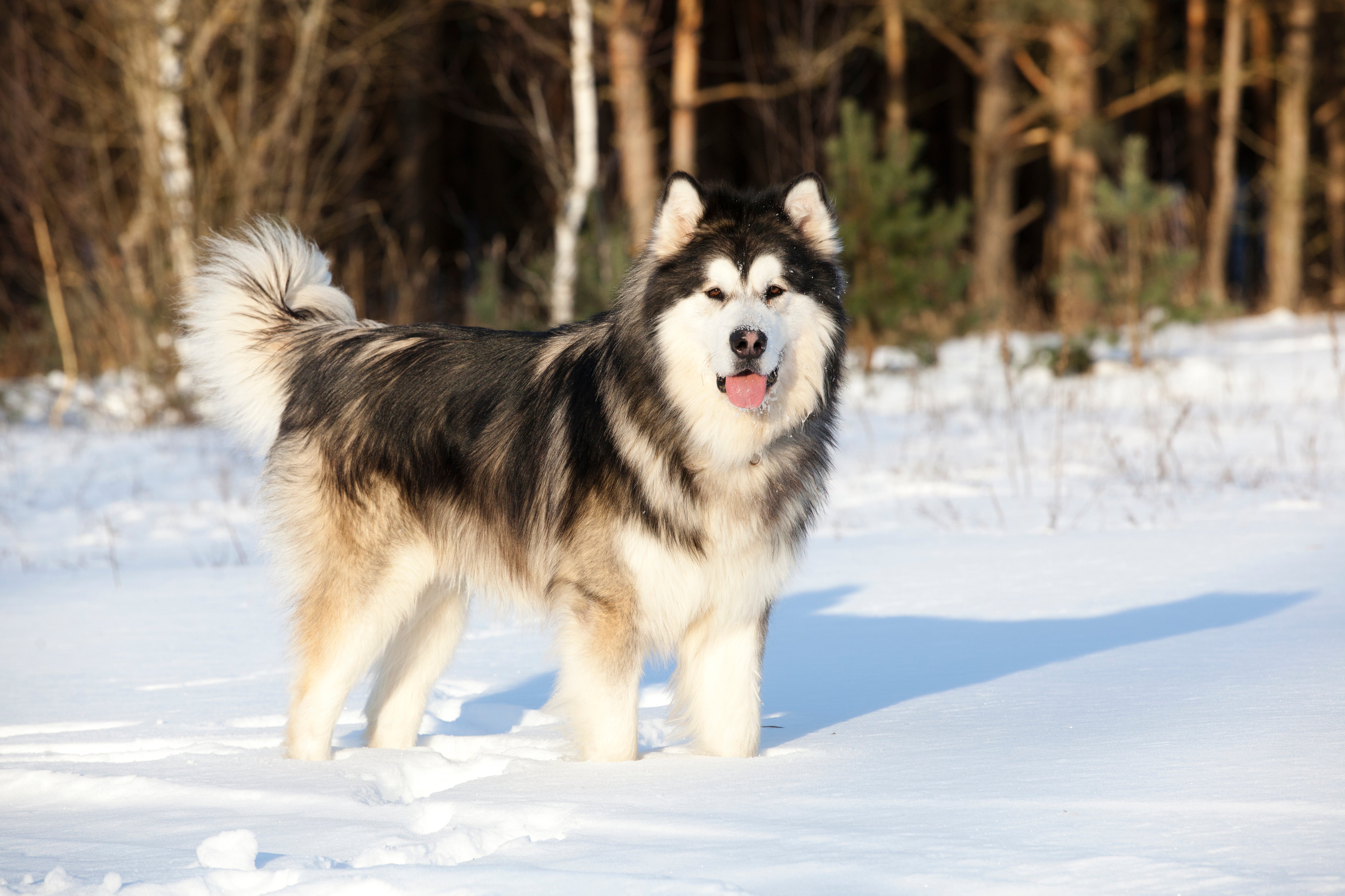 Alaskan Malamute dog breed side view standing with tail up and tongue out facing the camera in snow 