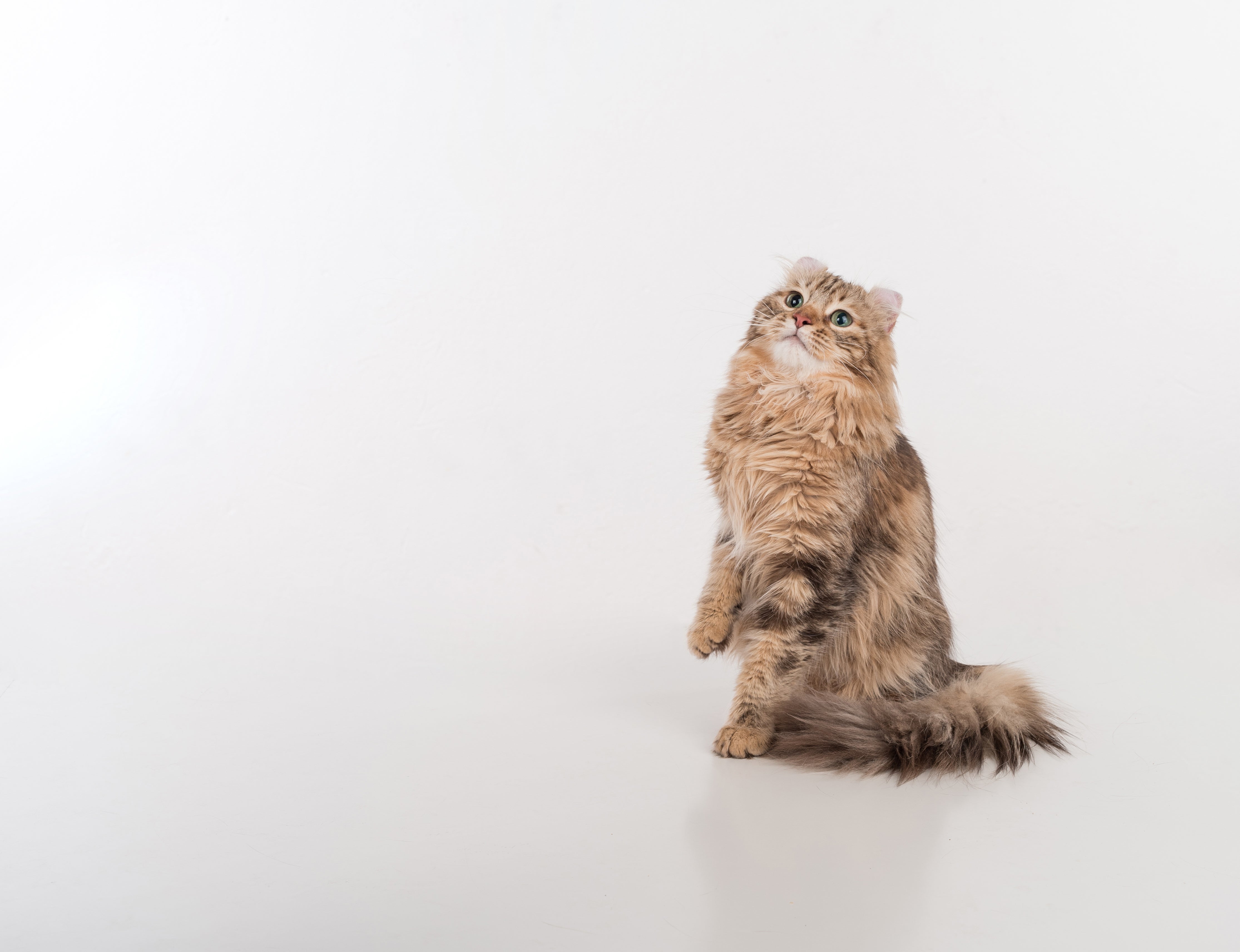 Close up of an American Curl cat breed crouching licking it's lips against a white background