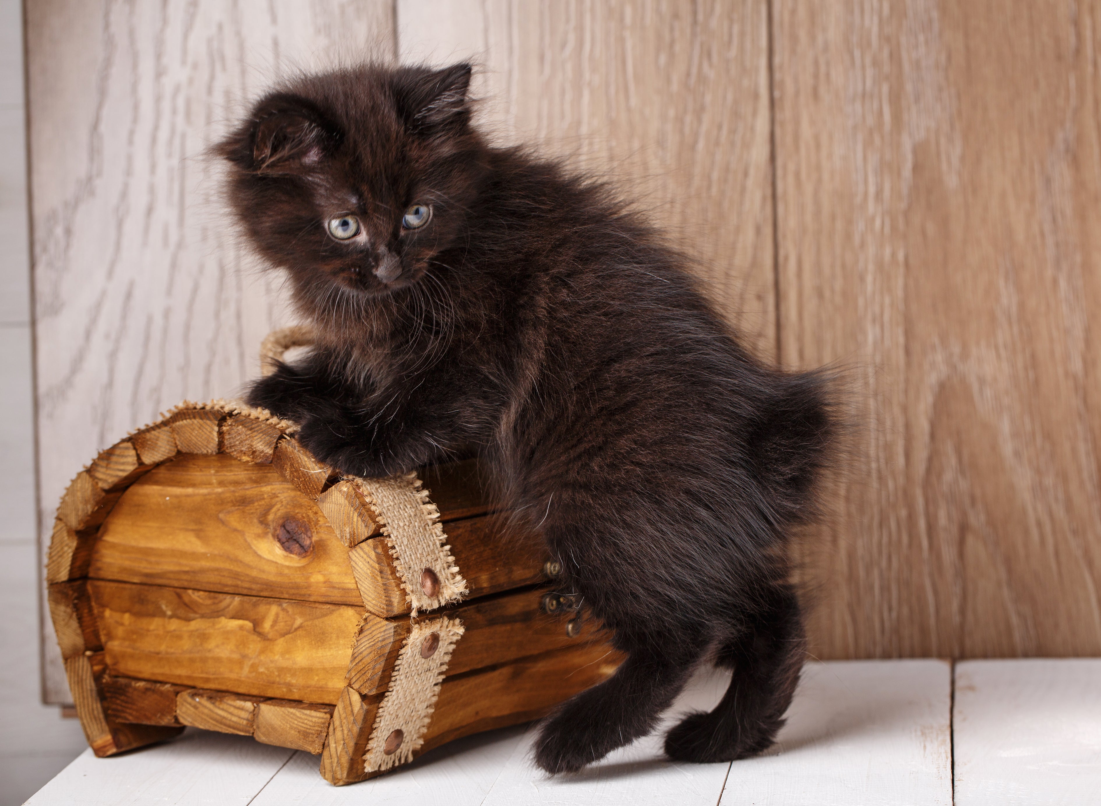 Black American Bobtail cat breed half up on a wooden box looking back and down