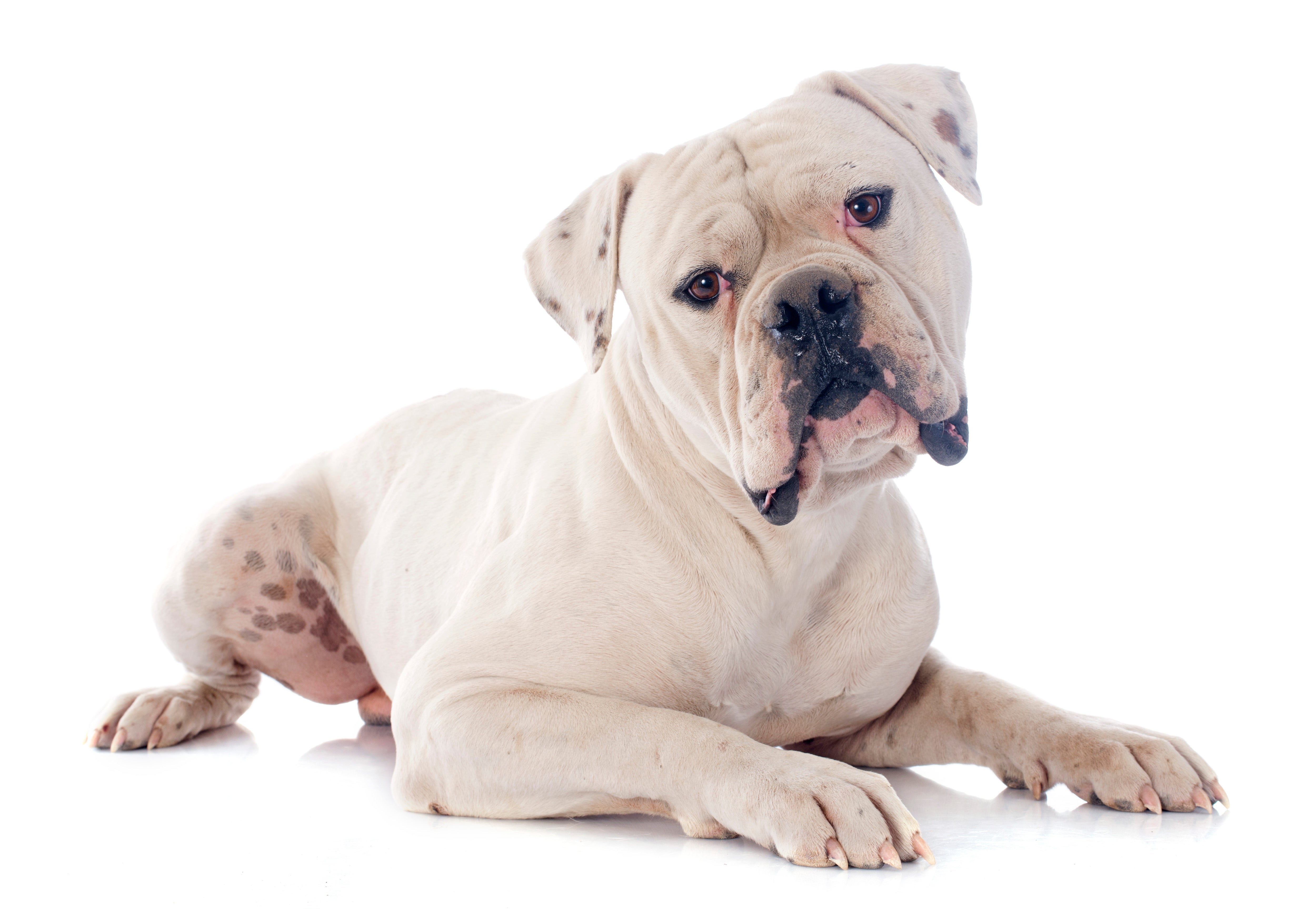 American Bulldog breed laying down with head cocked to the side against a white background