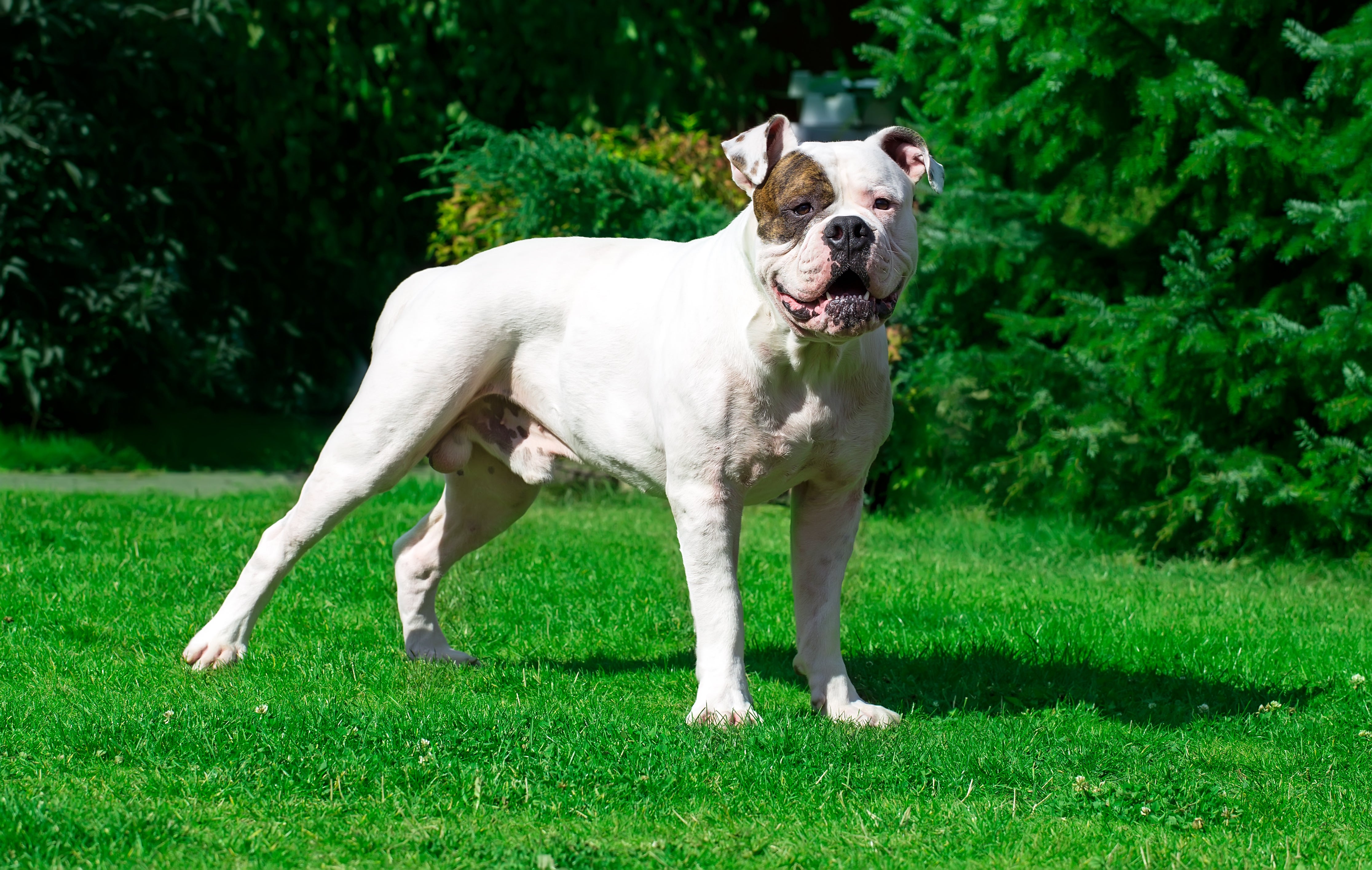 American Bulldog breed standing on grass with trees in background