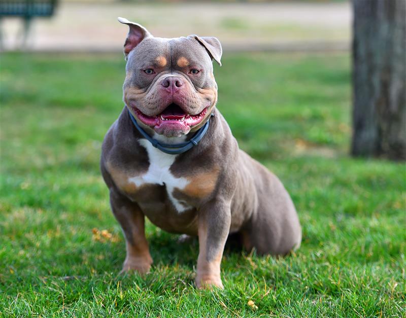 American Bully dog sitting in the grass by a tree.